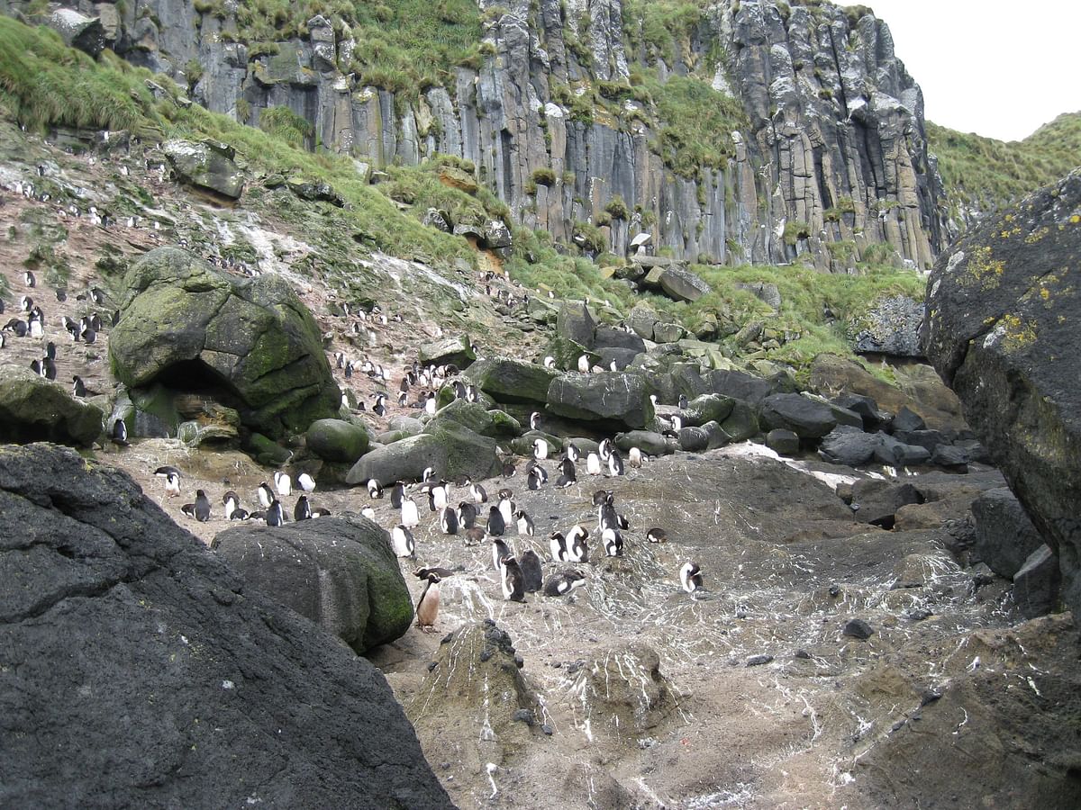 Antipodes penguin. Photo: Collected
