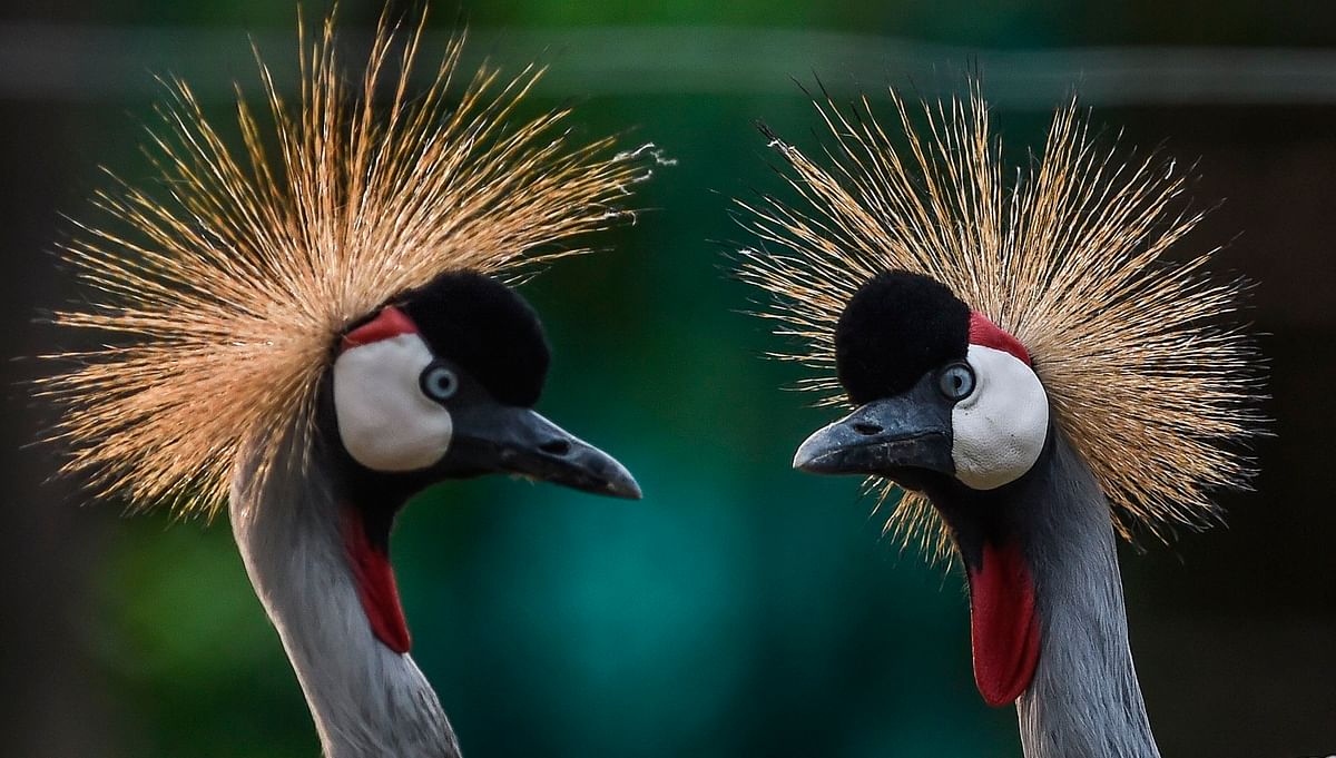 Two crowned crane (Balearica regulorum) are pictured at the Santa Fe zoo, in Medellin, Antioquia Department, Colombia, on 20 March 2018. Photo: AFP