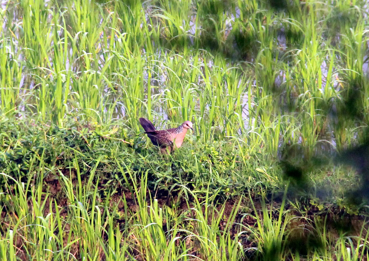 A dove seeks food in a paddy field. Muljan, Manikganj. 21 March. Photo: Abdul Momin