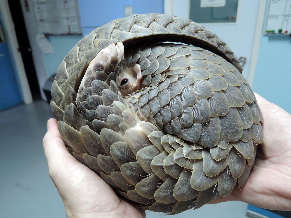 A Chinese pangolin in Hong Kong. The reclusive pangolin, also known as the scaly anteater, has become the most trafficked mammal on earth due to soaring demand in China and Vietnam. AFP file photo