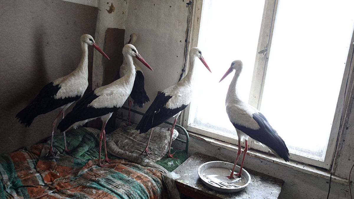 Storks that were saved by Bulgarian farmer Safet Ismail are pictured in the village of Zaritsa, Bulgaria. Dozens of people from villages in north-eastern Bulgaria took storks to their houses as a lot of the birds got injured due to freezing temperatures and snowfalls in the area over the last few days. 21 March. Reuters
