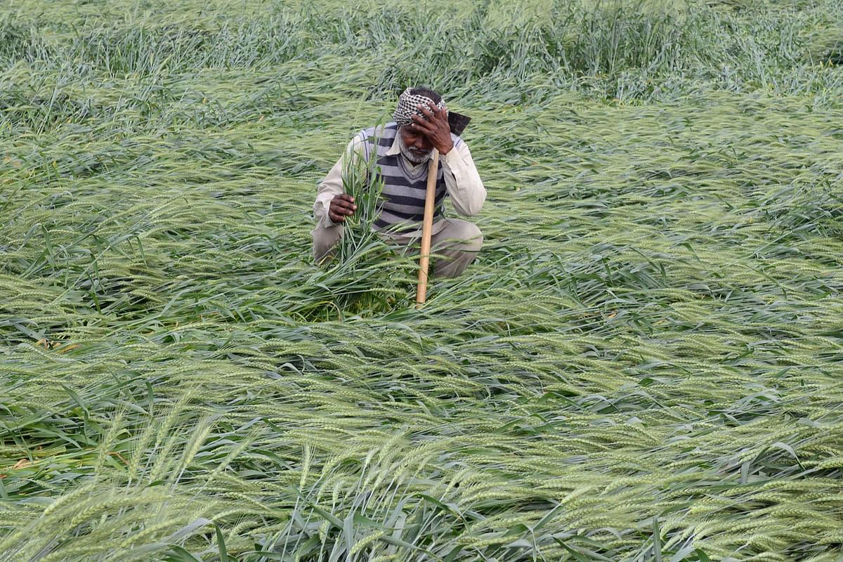 An Indian farmer checks his wheat crop that was damaged in heavy rain on the outskirts of Amritsar on 21 March. AFP