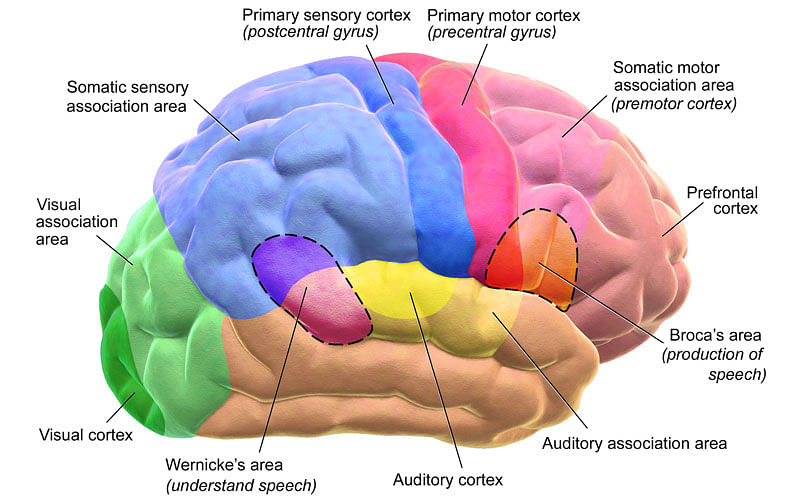 Menopausal hormone therapy linked to higher brain skills. Photo: wikipedia