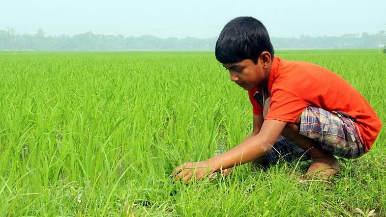 A child clears weeds at a boro paddy field in Dighi of Manikganj on 23 March. Photo: Abdul Momin
