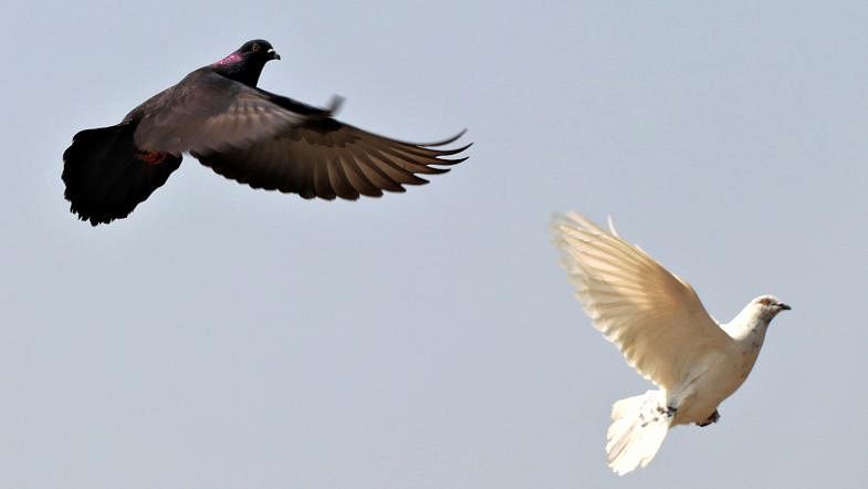 Two pigeons fly in the sky over Chatal intersection Jessore town on 21 March. Photo: Ehsan-Ud- Daula