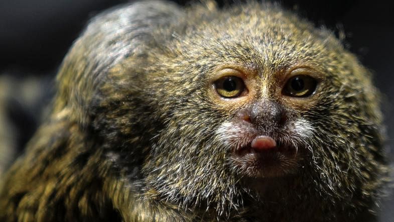 A titi pigmeo monkey (Cebuella Pygmaea) is pictured at the Santa Fe zoo, in Medellin, Antioquia Department, Colombia, on 21 March 2018. AFP