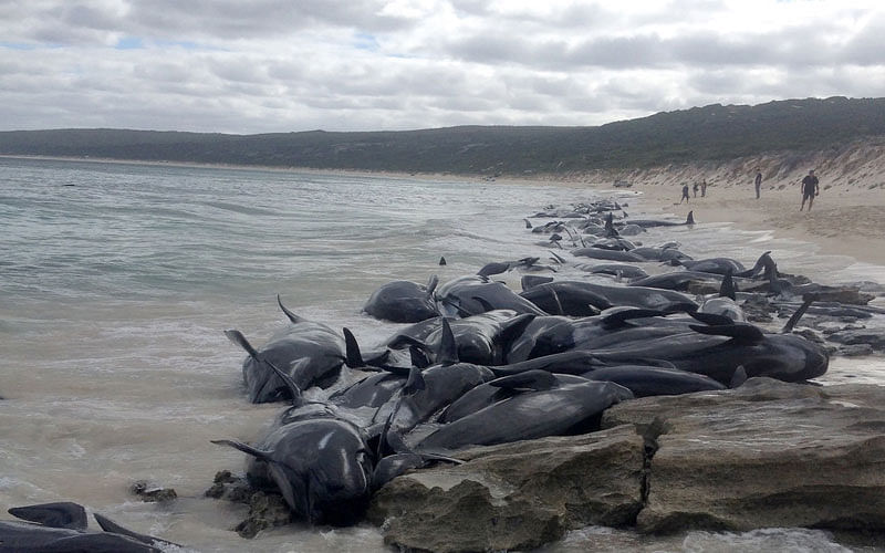 This handout from the Western Australia Department of Biodiversity Conservation and Attractions taken and released on March 23, 2018 shows short-finned pilot whales beached en masse in Hamelin Bay, Western Australia. AFP