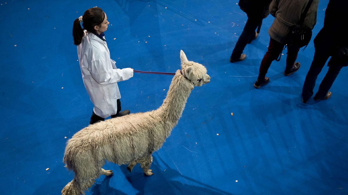 A woman walks with a suri alpaca before it is judged at the British Alpaca Society National Show held at The International Centre in Telford, Shropshire on 24 March. AFP