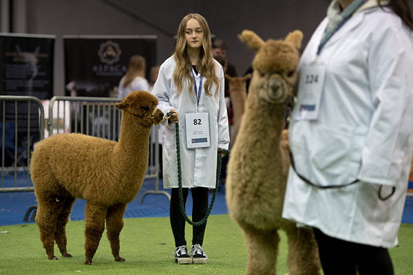 Huacaya alpacas are judged at the British Alpaca Society National Show held at The International Centre in Telford, Shropshire on 24 March 2018. AFP