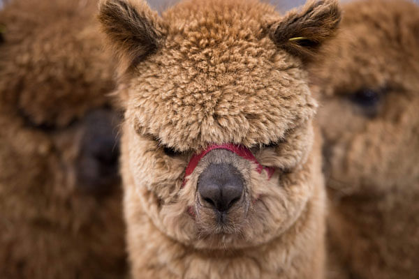 Alpacas wait in their pens before being judged at the British Alpaca Society National Show held at The International Centre in Telford, Shropshire on 24 March. AFP