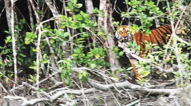 Tiger in Sundarbans. File photo