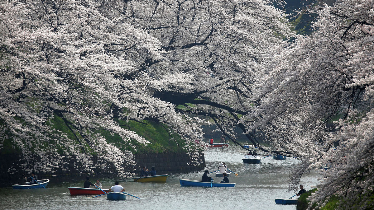 Visitors ride a boat in the Chidorigafuchi moat, as they enjoy fully bloomed cherry blossoms, during spring season in Tokyo, Japan on 26 March. Reuters