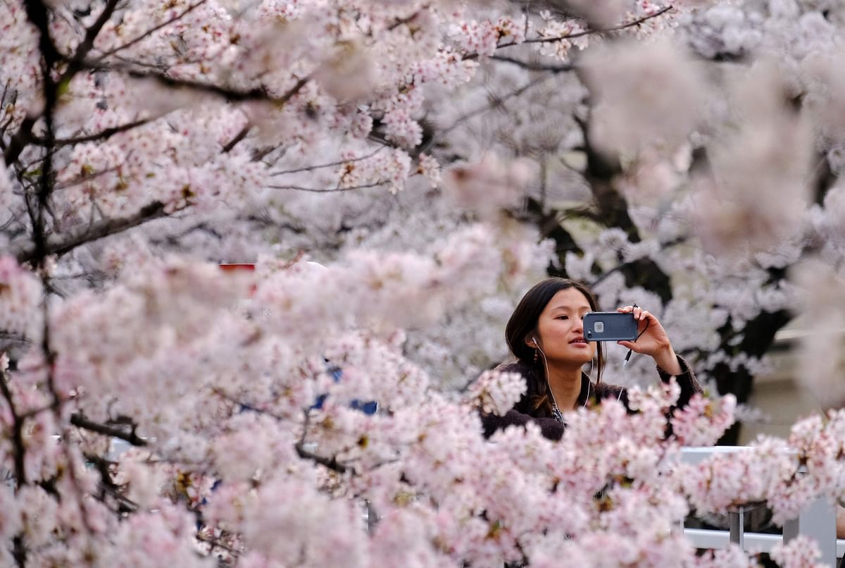 A visitor takes a photograph of cherry blossoms in full bloom in the Japanese capital Tokyo on 27 March. AFP
