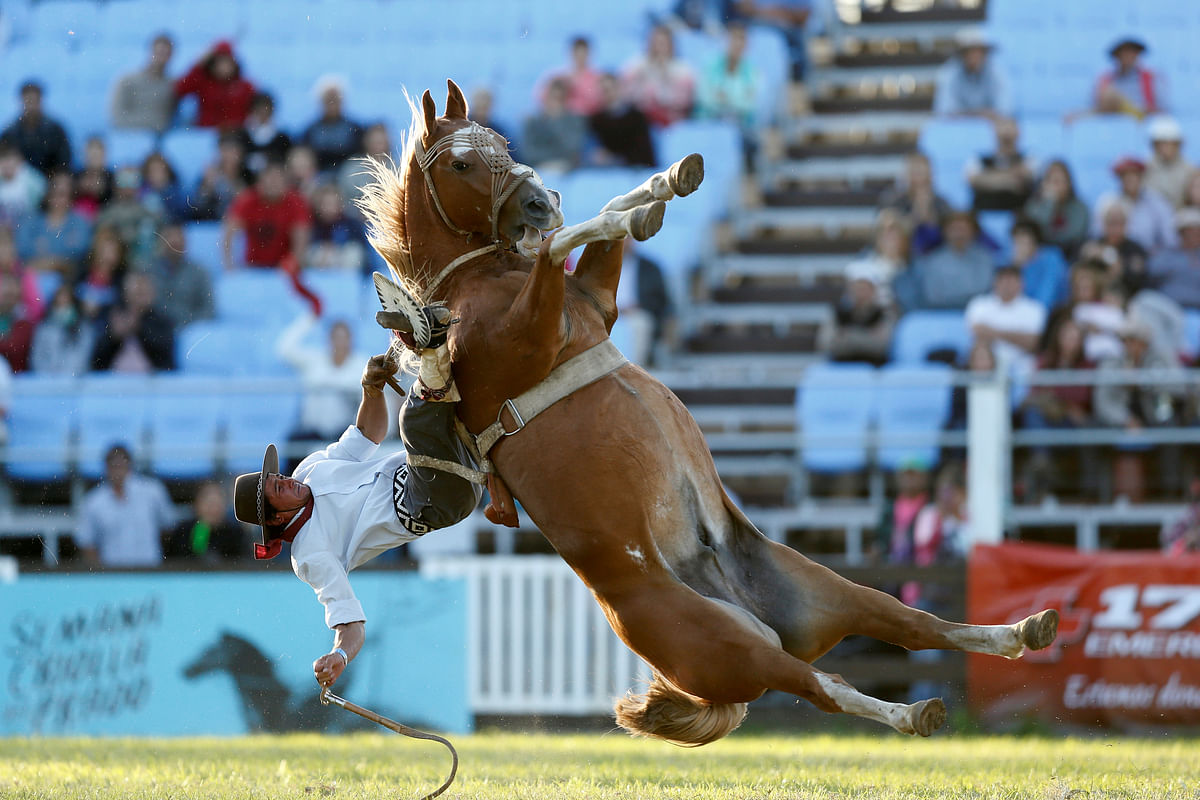 A gaucho rides an untamed horse during Creole week celebrations in Montevideo, Uruguay, on 27 March 2018. Reuters