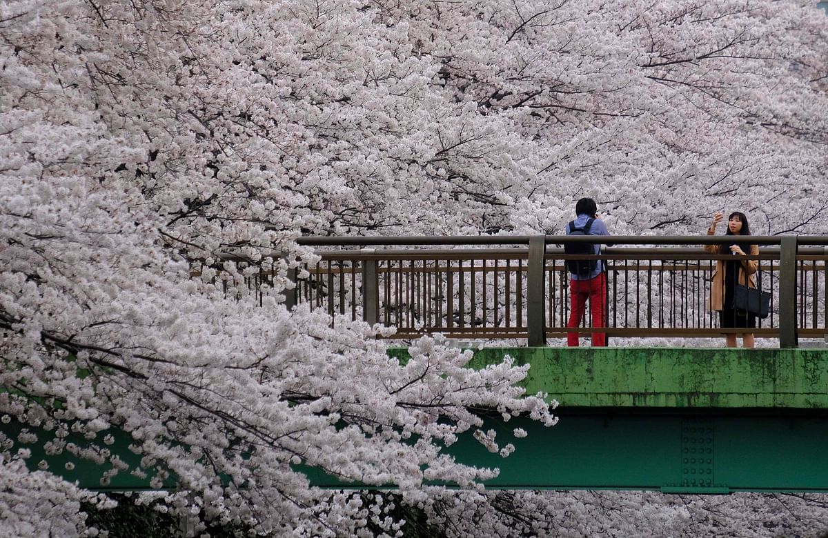 Visitors take a photograph alongside cherry blossoms in full bloom in the Japanese capital Tokyo on 27 March. AFP