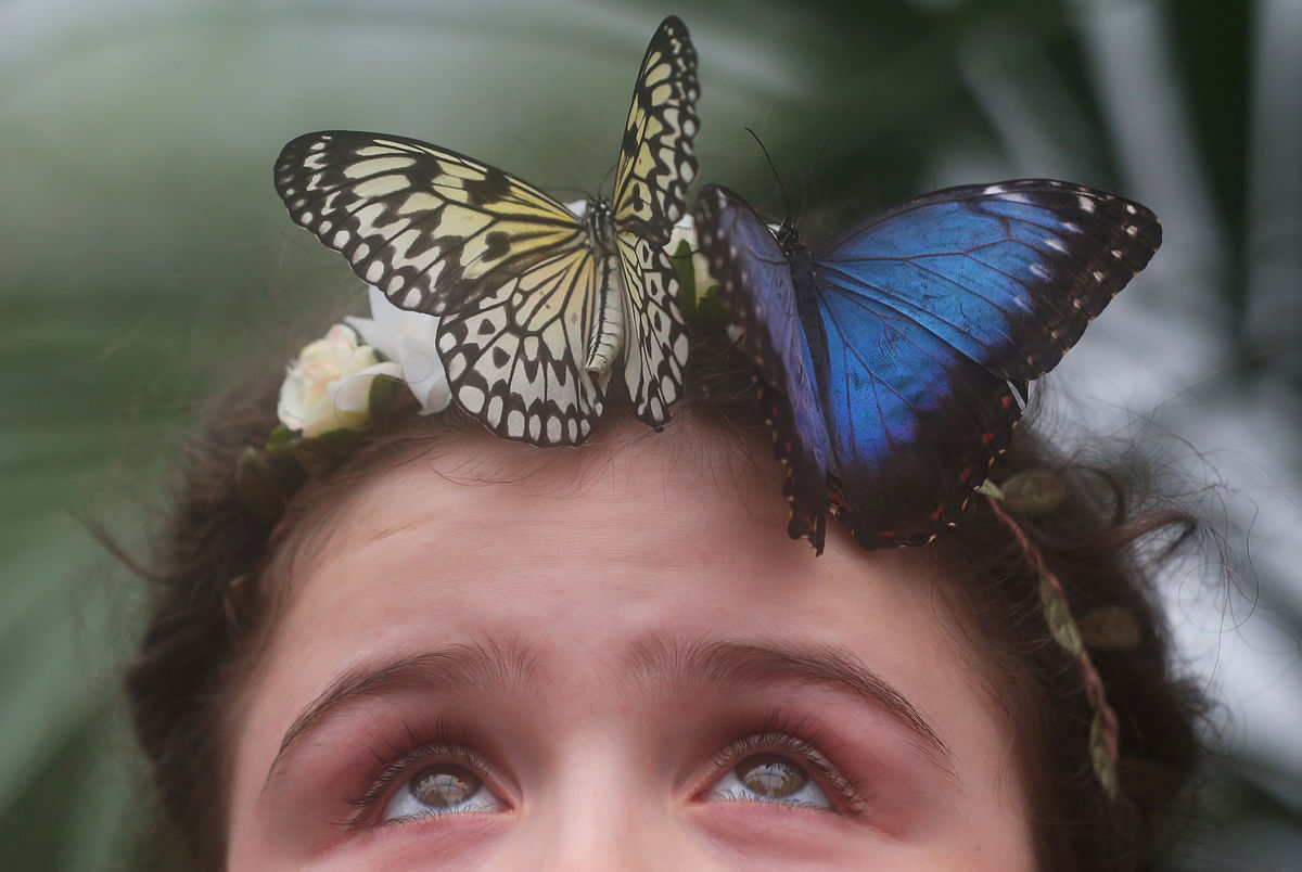 Freya Gordon, aged 10, poses for a photograph with a butterfly during an event to launch the Sensational Butterflies exhibition at the Natural History Museum in London, Britain, 28, on March 2018. Reuters