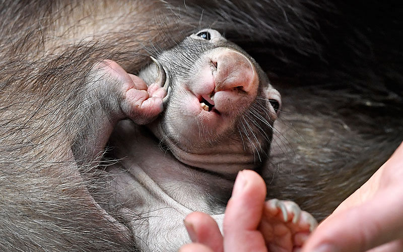 The little new born wombat baby APARI sitting in its mothers pouch at the zoo in Duisburg, Germany on 29 March. Photo: AP