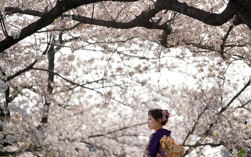 A visitor wearing traditional Japanese kimono strolls under the cherry blossoms in Tokyo on 29 March. Photo: AP