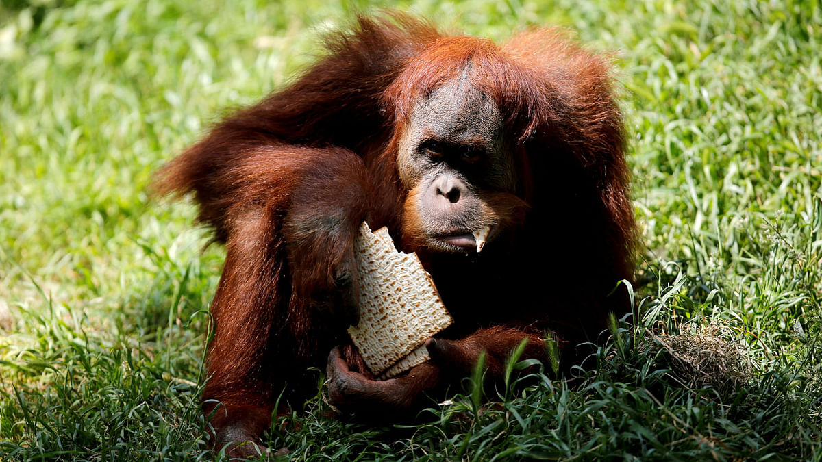 An orangutan eats matza, a traditional unleavened bread eaten during the upcoming Jewish holiday of Passover, in the Ramat Gan Safari Zoo, near Tel Aviv, Israel on 27. Photo: Reuters