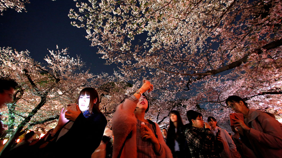 Visitors walk under illuminated cherry blossoms in full bloom at Ueno Park in Tokyo, Japan on 29 March. Photo: Reuters