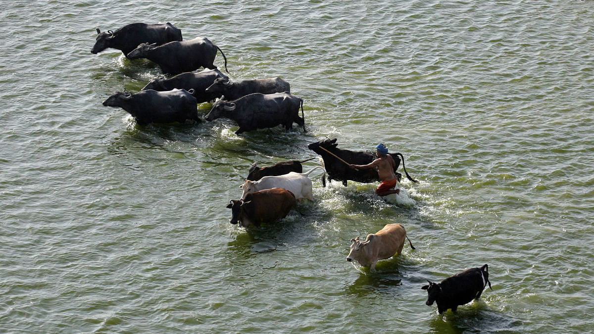 A man herds his cattle in the waters of the river Ganges on a hot day in Allahabad, India on 30 March. Photo: Reuters