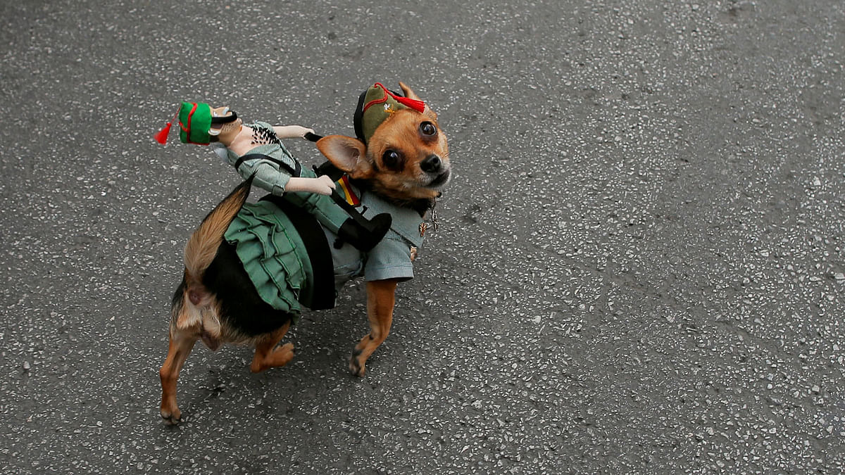 A dog named Golfa, dressed in a Spanish legionnaire costume, is seen after Spanish legionnaires carried a statue of the Christ of Mena Holy Week, in Malaga, southern Spain on 29 March. Photo: Reuters