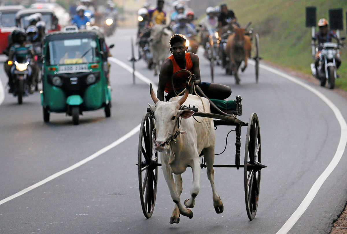 A competitor takes part in a bullock cart race during traditional festival games ahead of celebrations for Sinhala, the Sinhalese and Tamil New Year, in Homagama, Sri Lanka on 1 April. Reuters