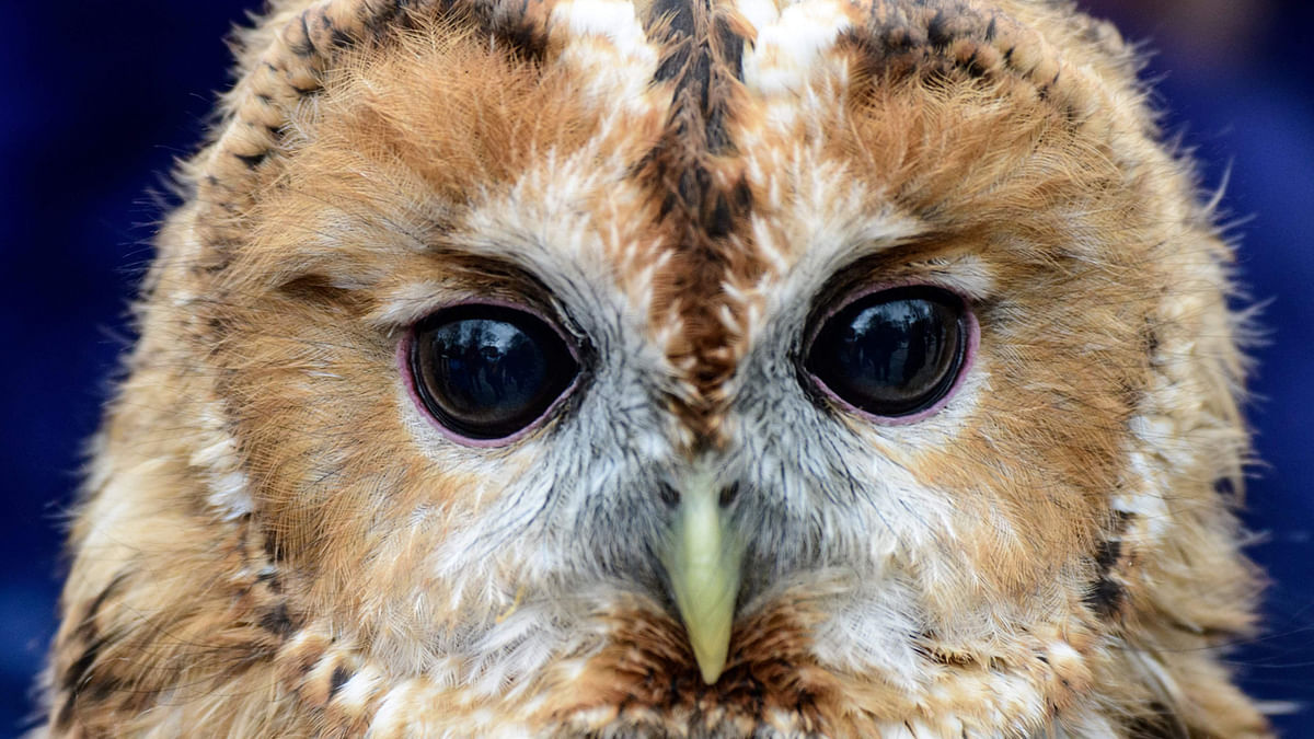 The photo shows an owl presented at a bird of pray show in Moscow on 1 April. Photo: AFP