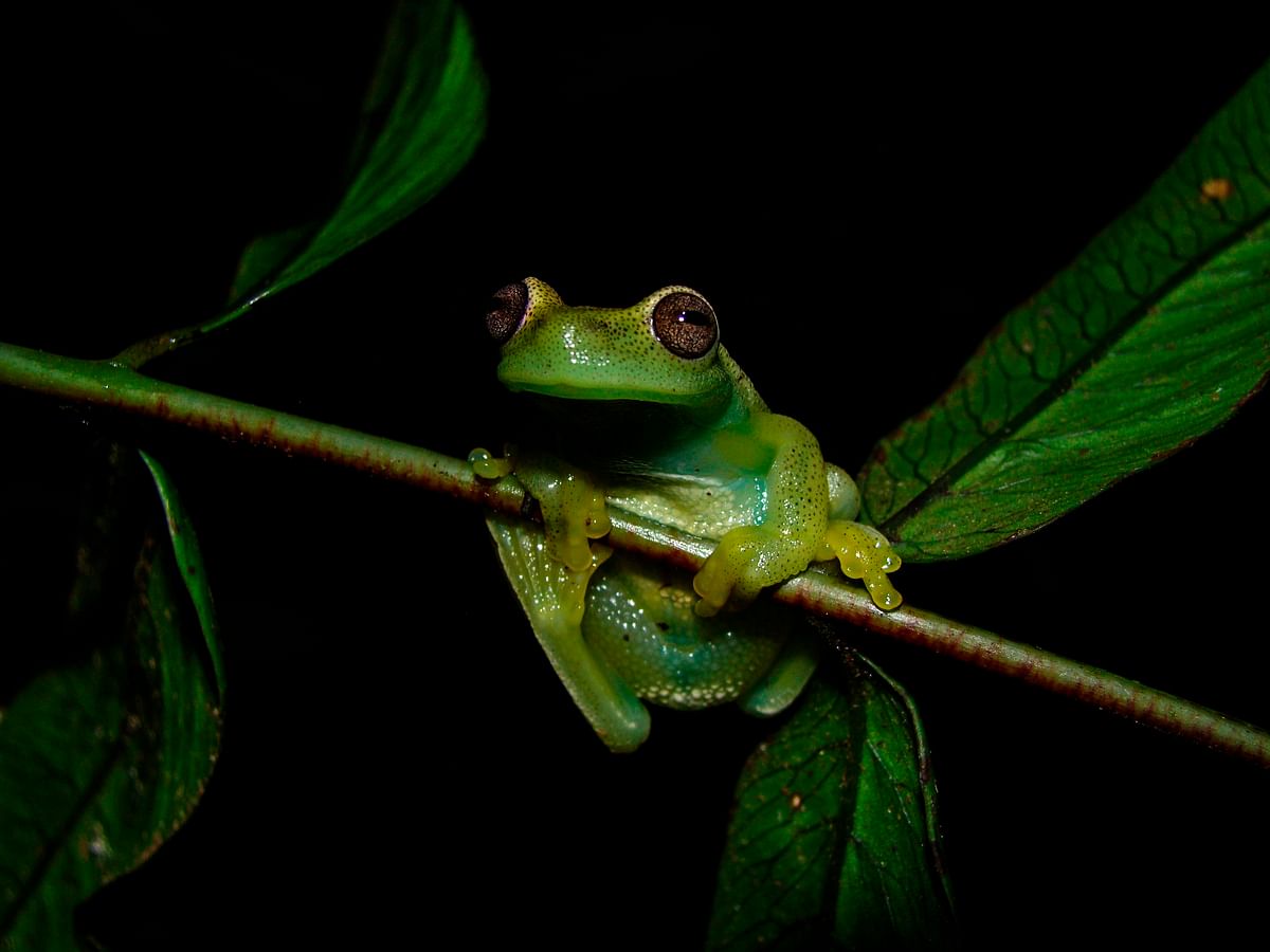 This handout picture released on 27 March 2018 by La Salle Natural History Museum of Venezuela shows a Hyloscirtus Japreria frog at its habitat in the Perija slopes, Zulia state, Venezuela near the border with Colombia. AFP