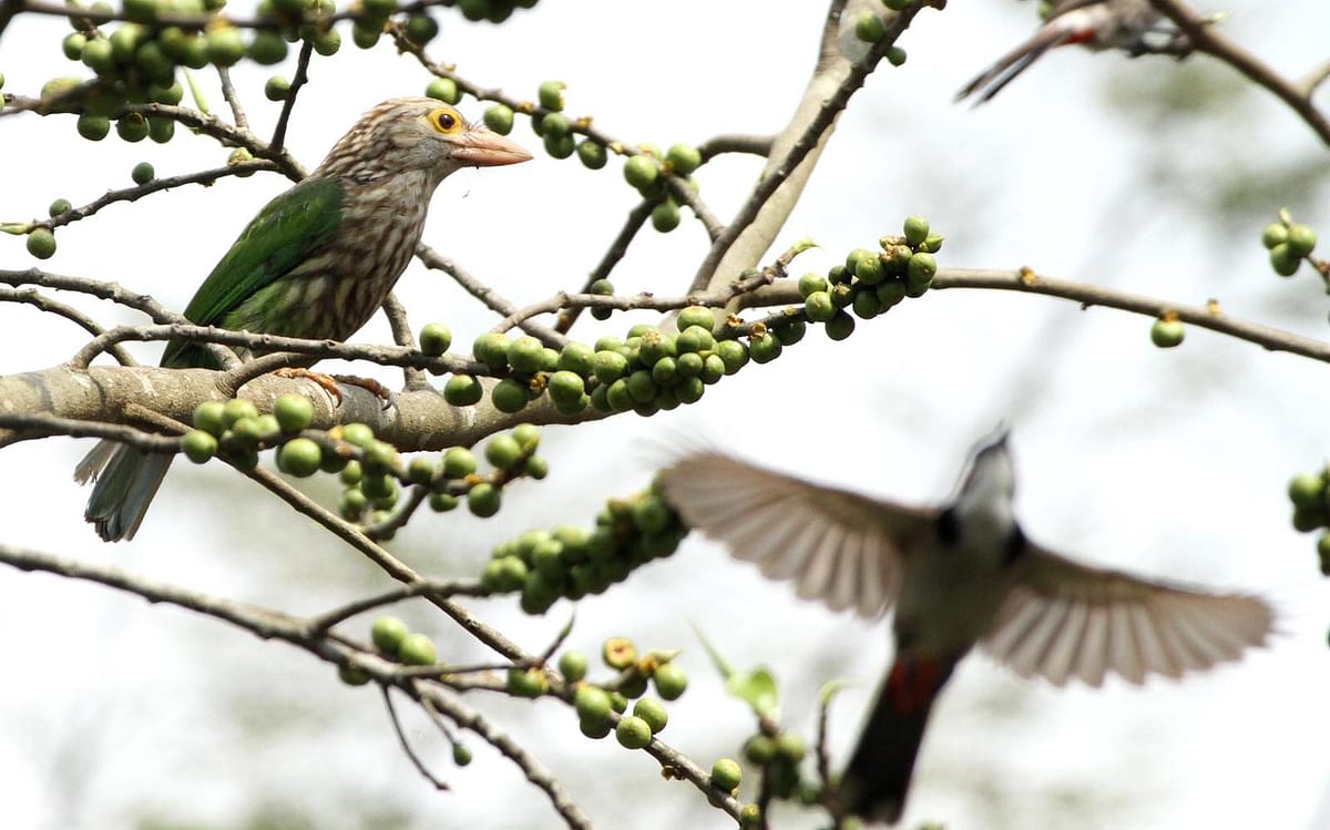 A green barbet sitting on a white-fig tree in the Karnaphuli Paper Mills area of Rangamati upazila on 2 April. Photo: Supriya Chakma