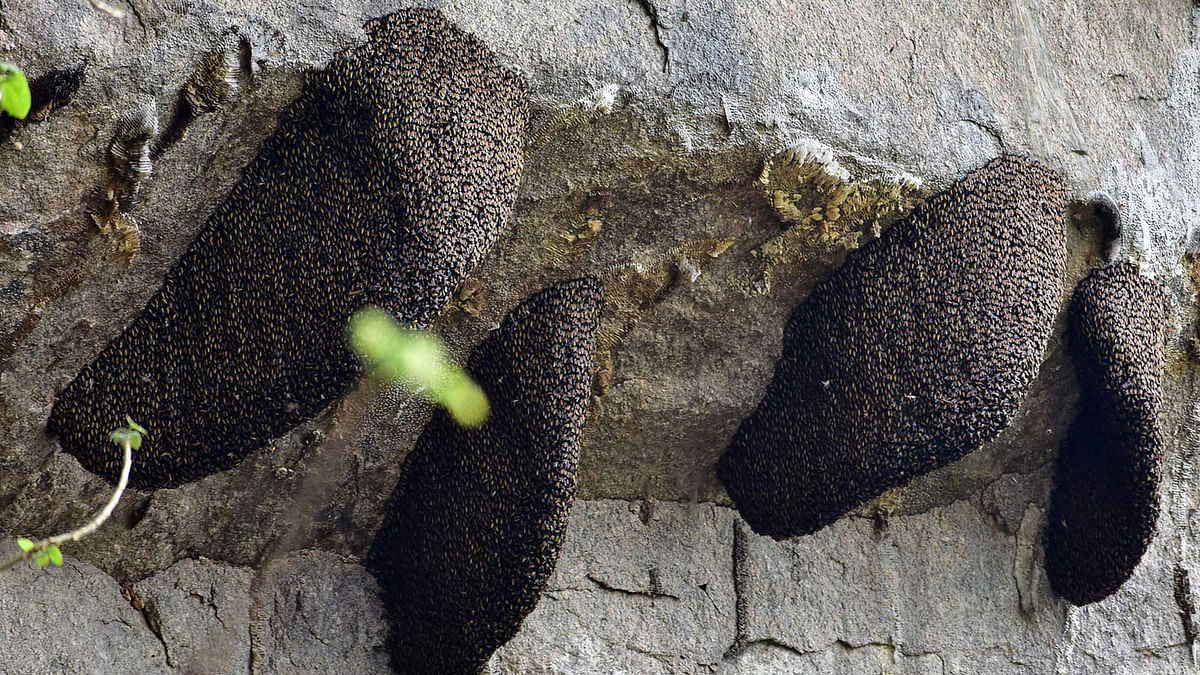 Wild honey bee colonies are pictured hanging to a rock in the Bamunigaon Reserve Forest in Kamrup district of northeast India’s Assam state on 5. Photo:  AFP