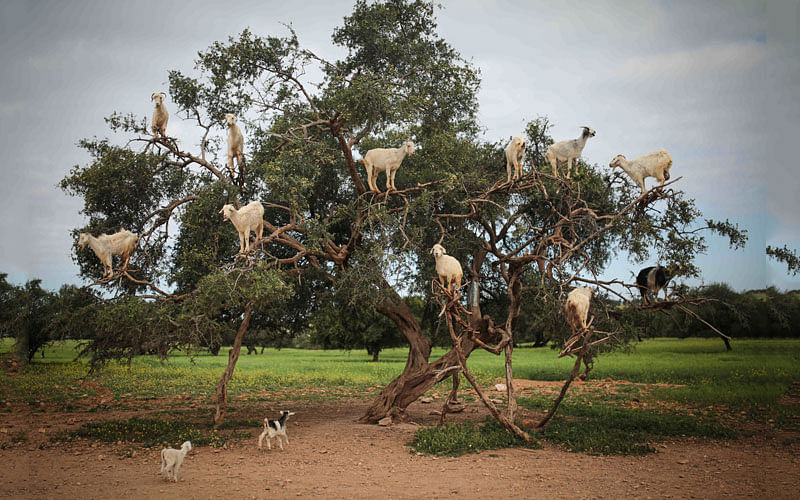 Tree-climbing goats feed on an Argania Spinosa, known as an Argan tree, in Essaouira, southwestern Morocco on 4 April. Photo: AP