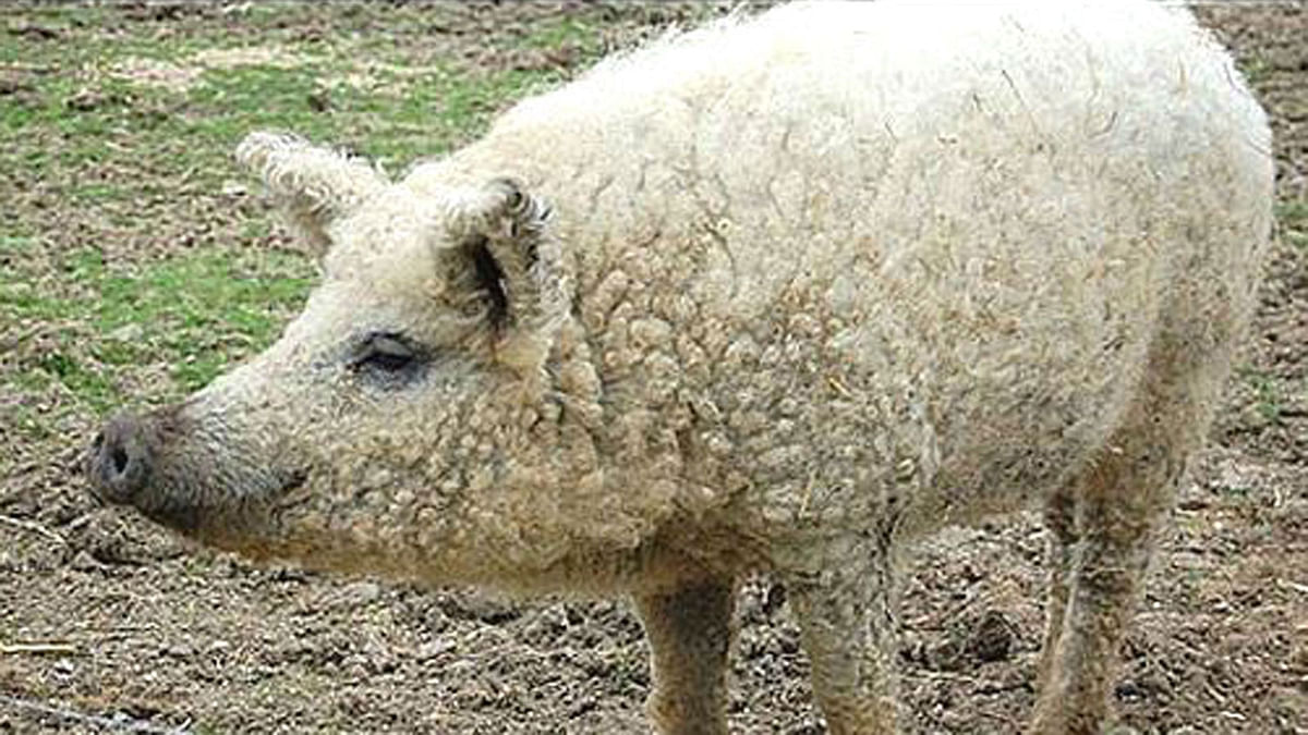 Sheep-pig. photo: Coollected