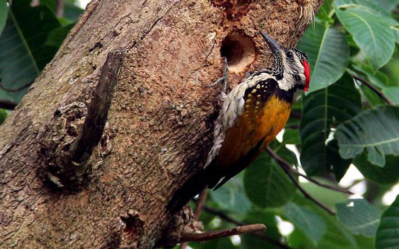 A woodpecker busily pecking a hole in a tree. The photo was taken at Ukiara of Manikganj Sadar upazila on 6 April. Photo: Abdul Momin