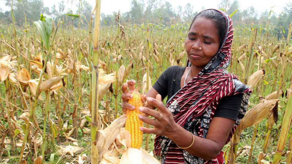 A woman is picking corns from the field. The picture was taken from Shimulbari village of Dhunat upazila. Photo: Soel Rana, Bogra
