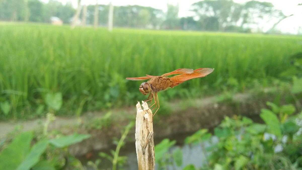 A dragon fly sitting on a stick in Ranatitha of Raiganj upazila in Sirajganj on 10 April. Photo: Sajedul Alam
