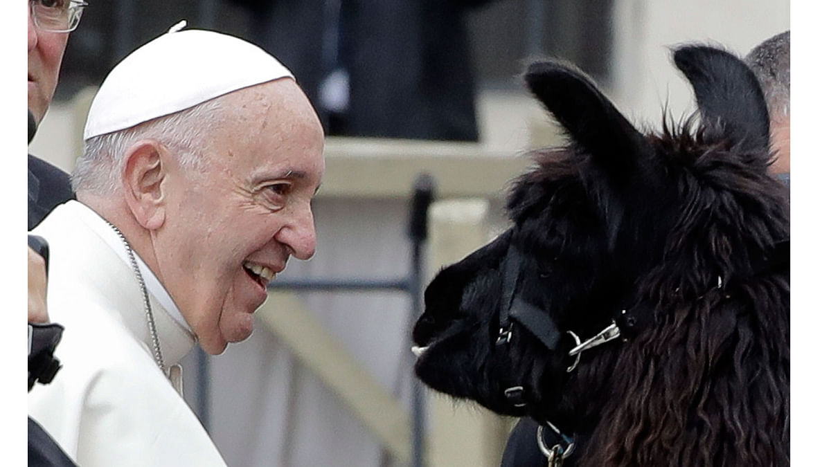 Pope Francis smiles as he looks at a llama upon his arrival in St.Peter`s Square at the Vatican for his weekly general audience on 11 April. Photo: AP