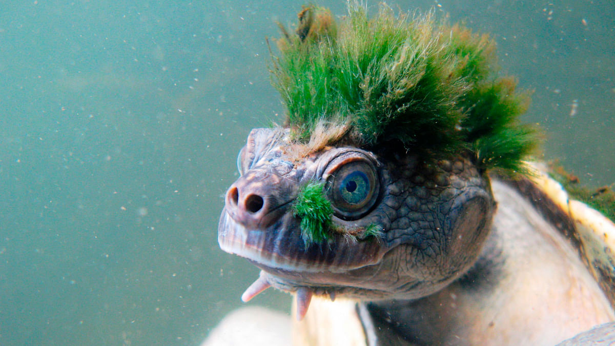 A handout picture released by the Zoological Society of London (ZSL) on 12 April shows the Australian Mary River turtle, Elusor macrurus, a native of Queensland, Australia. Photo: AFP
