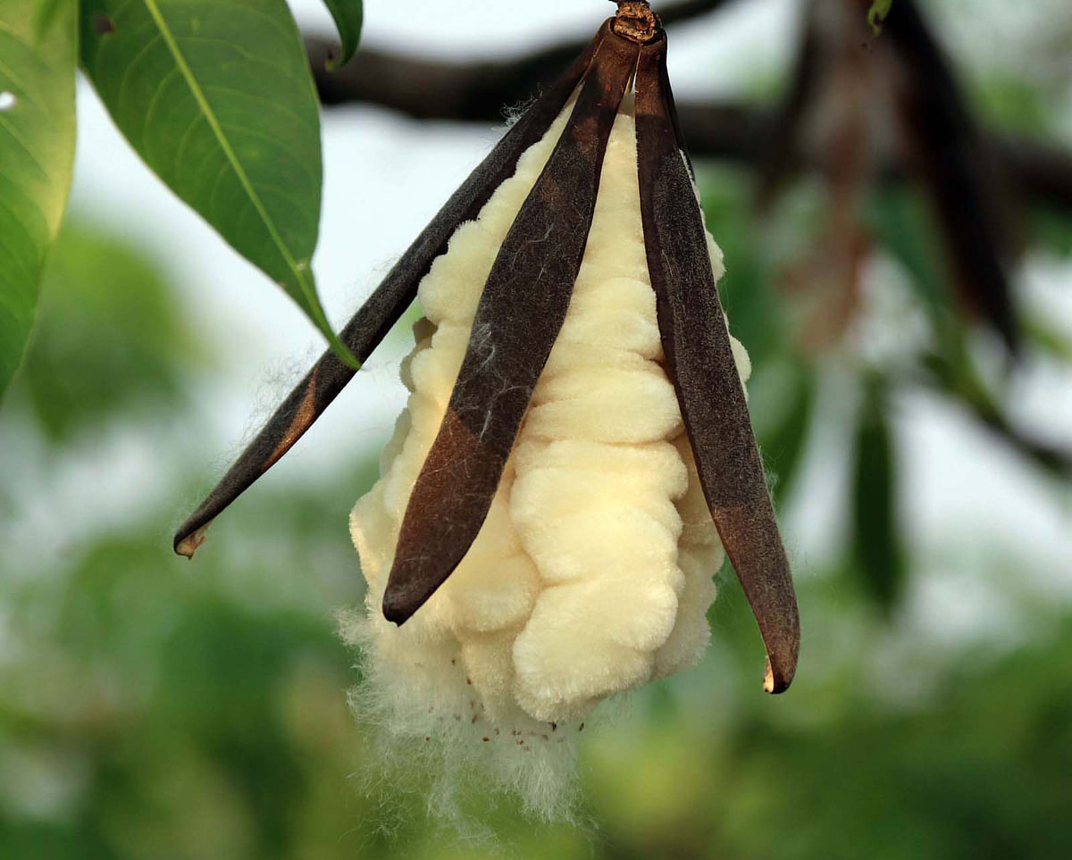 Fluffy fiber of silk-cotton shows up as ripe seed-capsule cracks. This photo is taken from Toilkupi Bazar of Cumilla sadar upazila on 12 April. Photo: Emdadul Haque