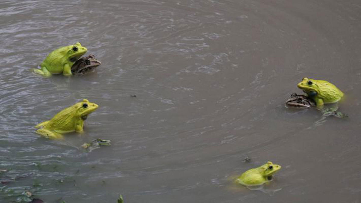 A recent photo shows flock of croaking frogs mating in a pond in Piyarpur of Faridpur sadar upazila. Photo: Alimuzzaman