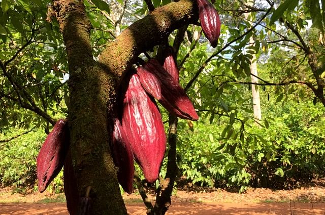 A cocoa tree bearing fruit is seen in a plantation in a farm in Medicilandia, Para state, Brazil. Photo : Reuters