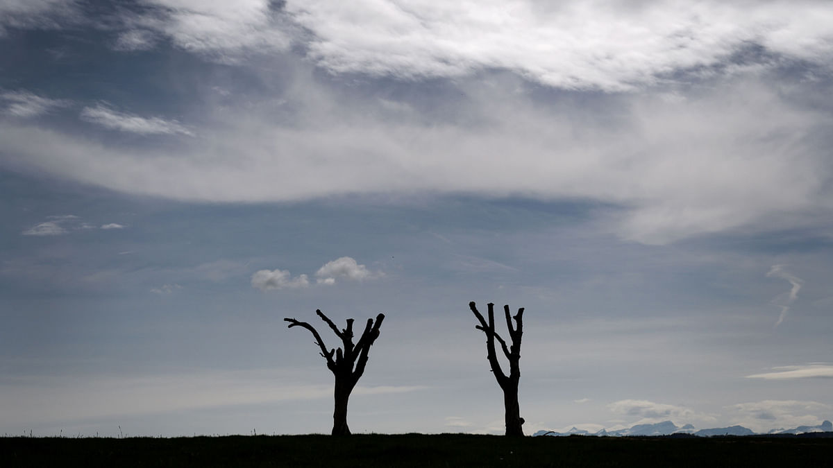 Two pruned trees are seen in a field near Echallens, western Switzerland on 14  April. Photo: AFP