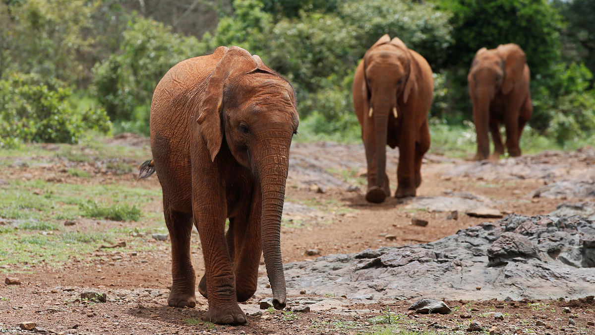 Baby elephants walk to be fed by keepers at the David Sheldrick Elephant Orphanage in the Nairobi National Park, near Nairobi, Kenya on 14 April. Photo: Reuters