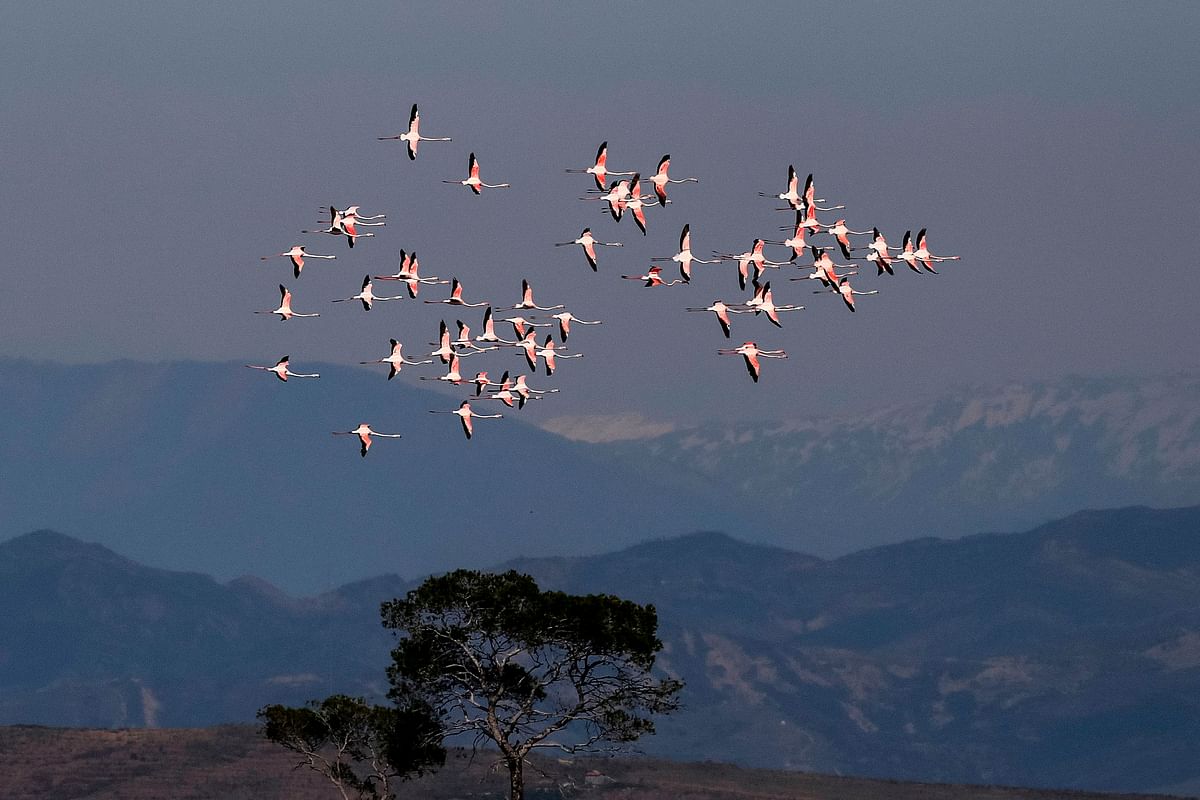 Flamingos flying over the Karavasta lagoon, part of the Divjake Karavasta National Park. Almost 4 years after Albania instituted a moratorium on hunting, the population of species has started to stabilize again. Photo: AFP