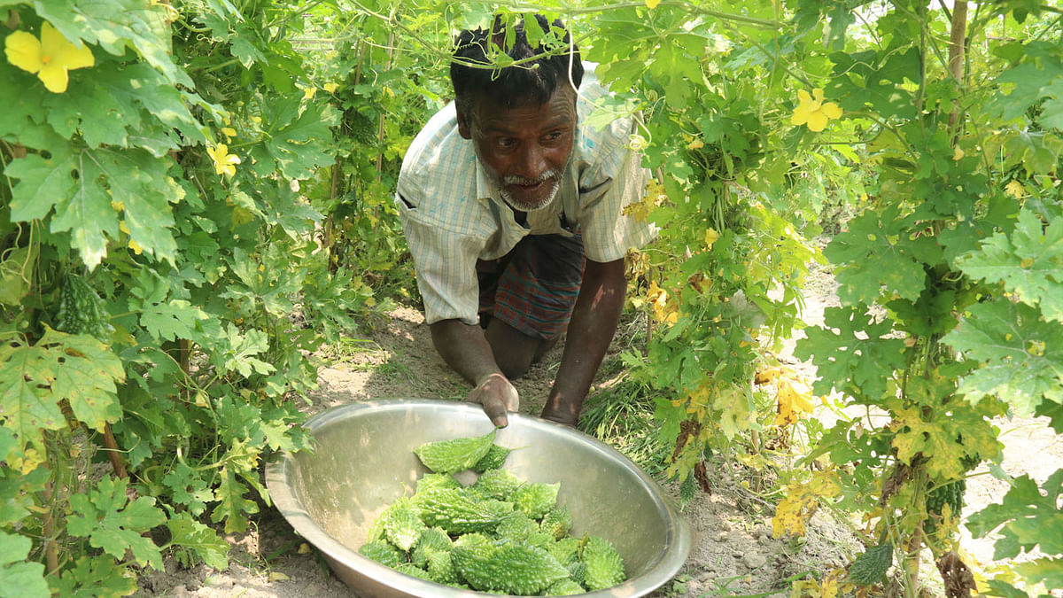 A farmer gathers bitter gourd in Afzalpur of Mithapukur upazila in Rangpur on 16 April. Photo: Moinul Islam