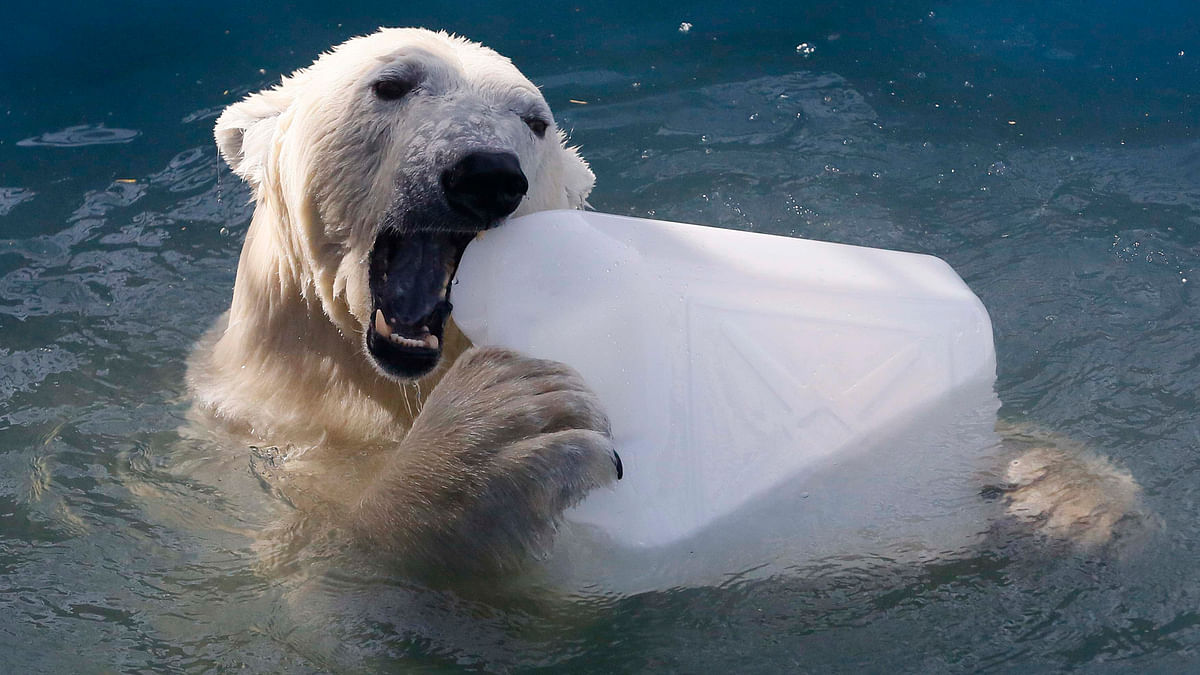 Aurora, an eight-year-old female polar bear, plays with a plastic canister in a swimming pool which was recently filled with water after the winter season, at the Royev Ruchey zoo in the suburb of Krasnoyarsk, Russia on 16 April. Photo: Reuters