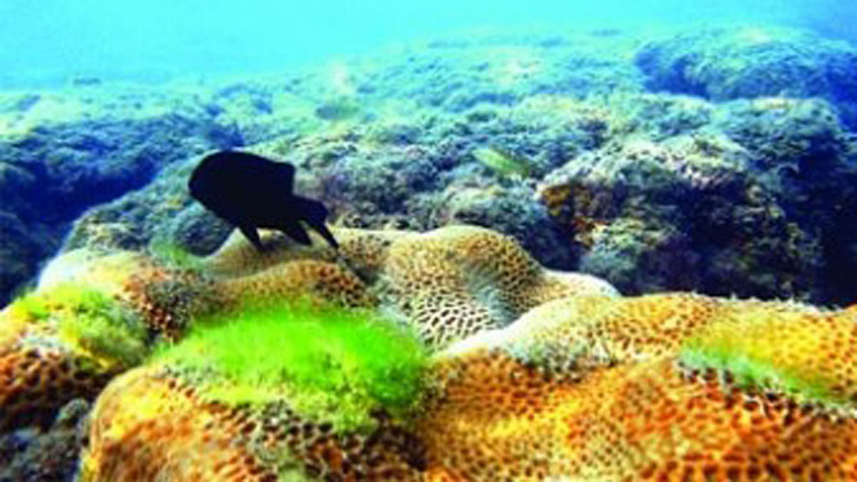 Coral reefs. Fiel photo