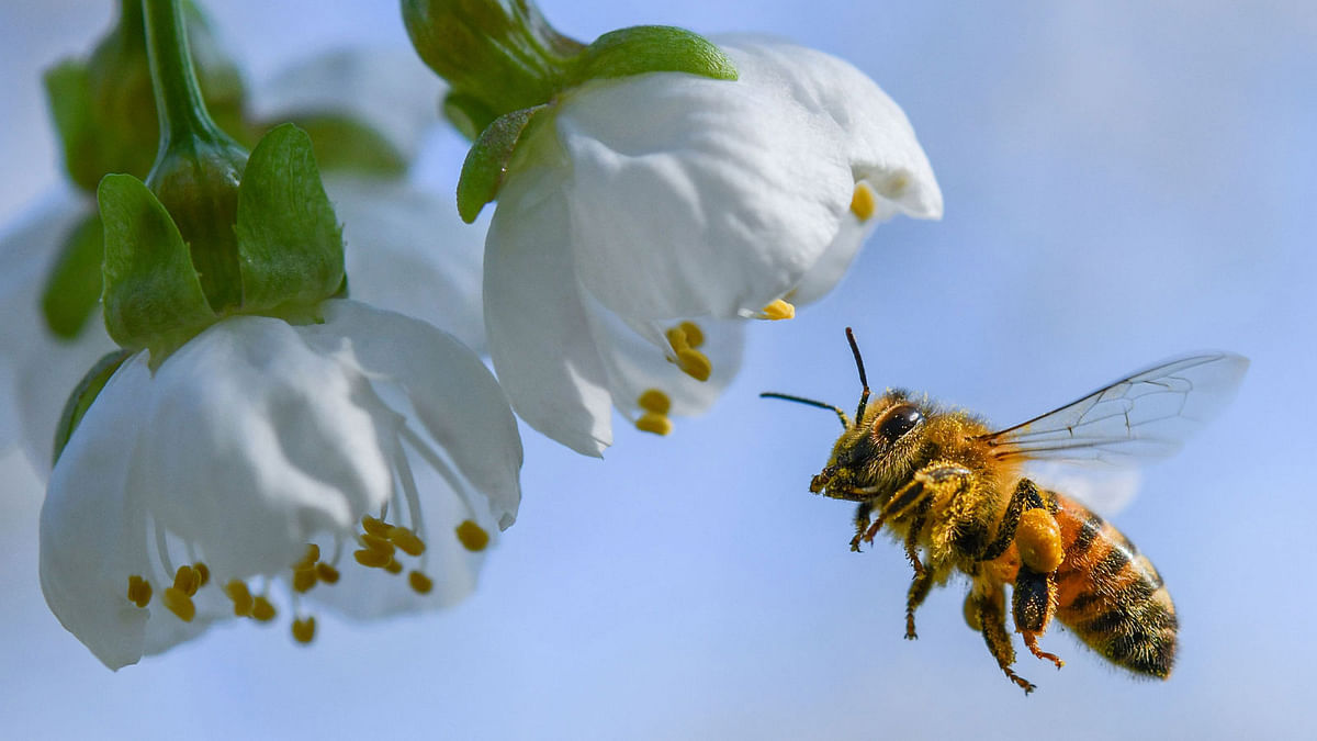 A bee collects pollen from a cherry tree standing in bloom on 19 April in Markendorf, Frankfurt an der Oder, eastern Germany. Photo: AFP