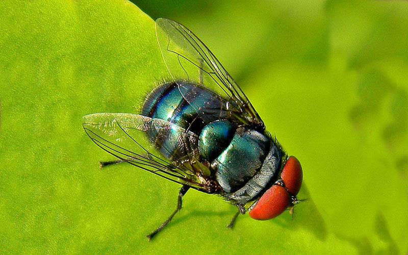 To cool down, tiny fly blows bubbles. Photo: Collected