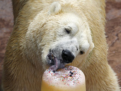 Inuka, the first polar bear born in the tropics, enjoys an ice cake during its 25th birthday celebrations at the Singapore Zoo on 16 December 2015. Photo: Reuters